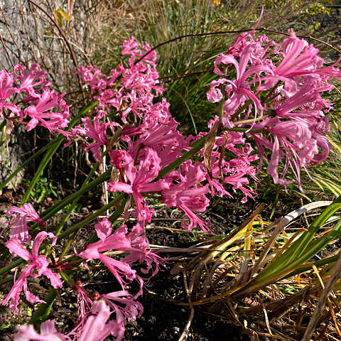 Nerine bowdenii flowers in garden in November sunshine