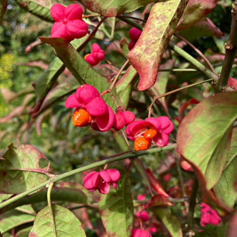Euonymus europaeus for garden flowers in November
