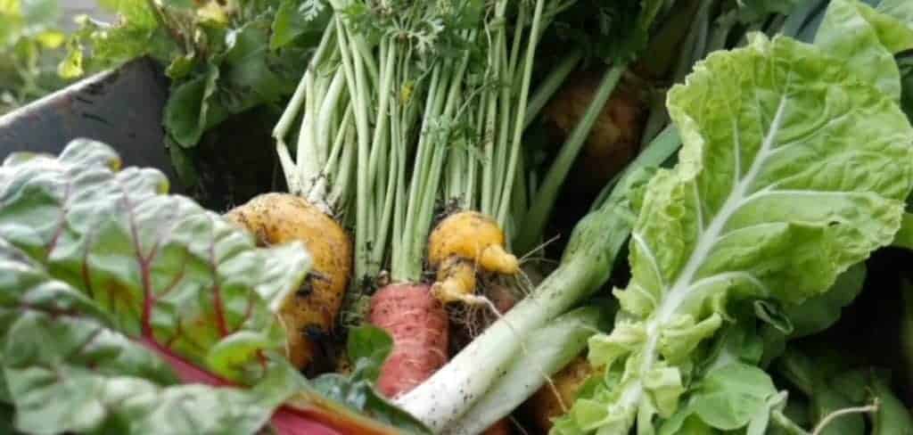Freshly harvested vegetables in a wheelbarrow.