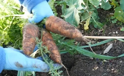 Carrot harvest from the garden.