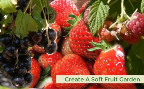 Soft fruit including strawberries, raspberry and blackcurrants.