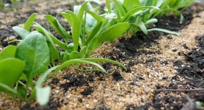 Close up of baby spinach growing in a seed bed