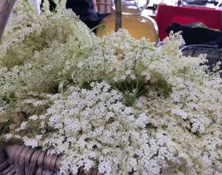 Elderflower blossoms in a basket.