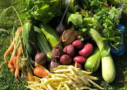 Selection of fresh vegetables displayed on lawn