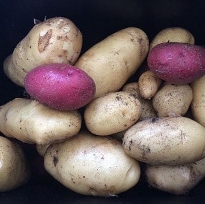 New potatoes