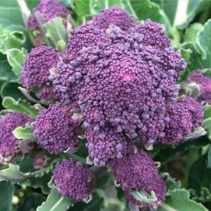 Purple sprouting broccoli can be harvested during the hungry gap.