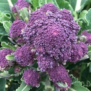 Purple sprouting broccoli 