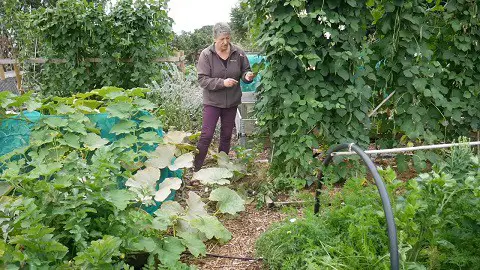 View of vegetable garden in late summer.