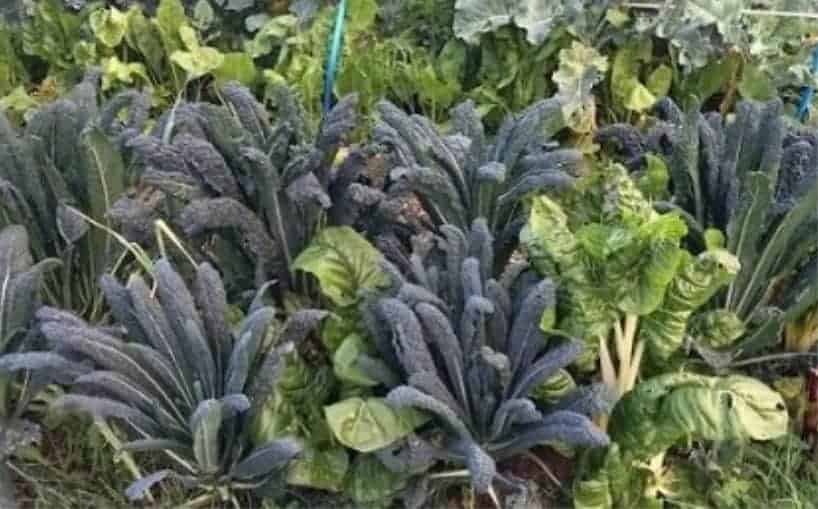 Rows of kale, cabbage and chard growing in the garden.