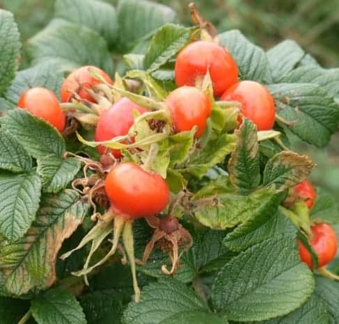 Edible rose hips.