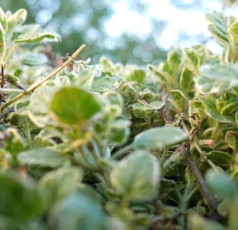 Herbs growing in garden.