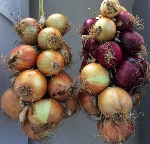 Strings of red onions and white onions.