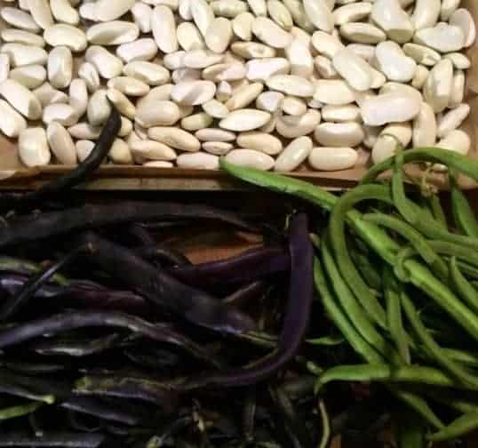 purple beans and green French beans and seeds