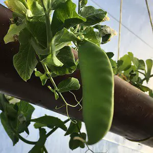 Snow peas or mangetout growing in gutter pipe