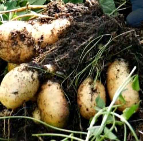 Potatoes being harvested.