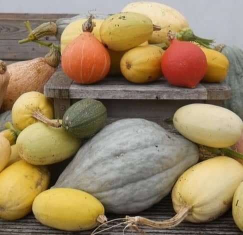 Pumpkin and winter squashes on a table and the floor.