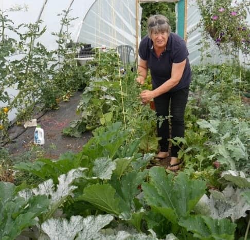 Woman tending to salads growing in polytunnel.