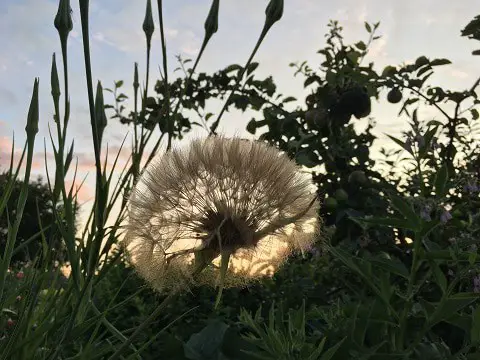 Seed head of salsify plant.