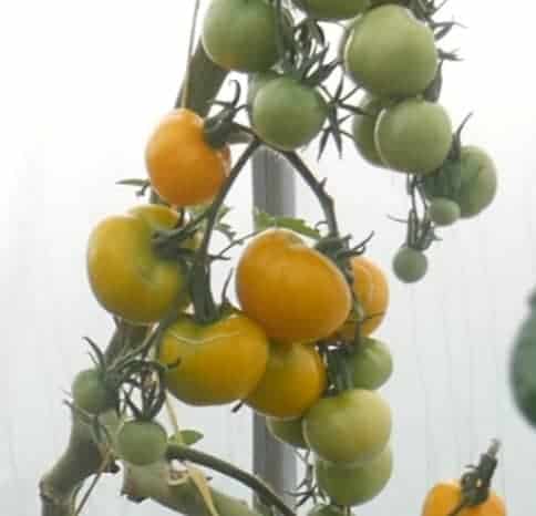 Yellow tomatoes growing on their vine.