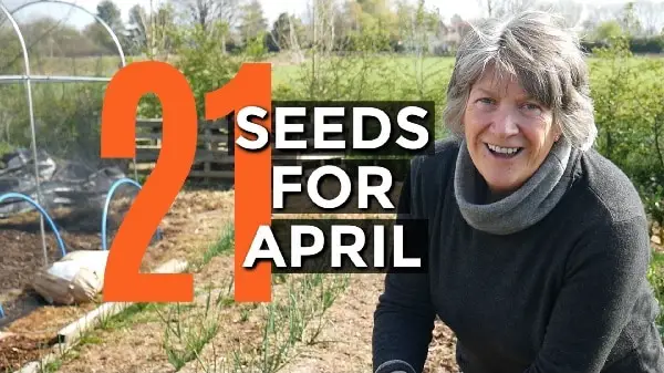 What to sow in April
