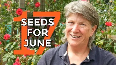 What to Sow in June | Month by month sowing guide