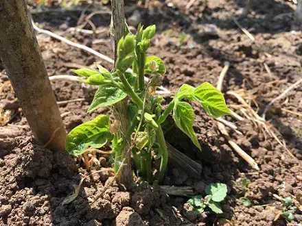 Perennial runner beans to sow in June.