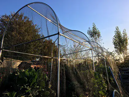 Netted fruit cage as an illustration of working with companies.