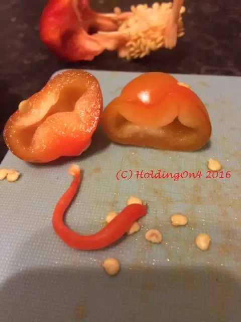 Carpelloid formation bell pepper