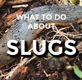 Slug control