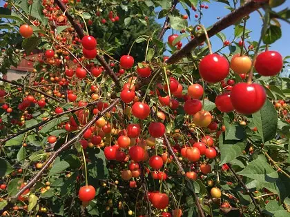 Morello cherries ripening on the tree.