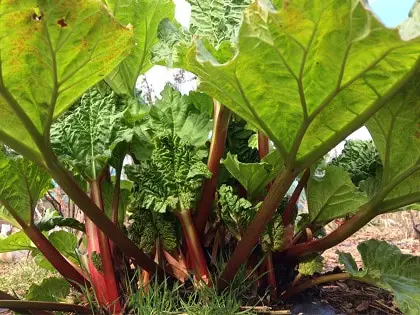 Rhubarb grows in shade