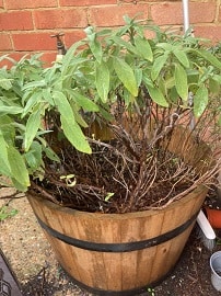 Perennial herb sage growing in barrel
