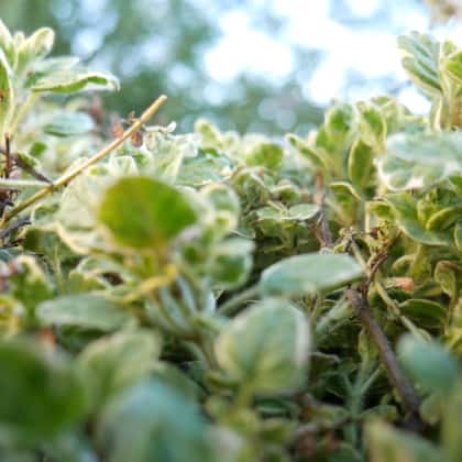 groundcover herbs