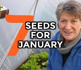 veg seeds for january