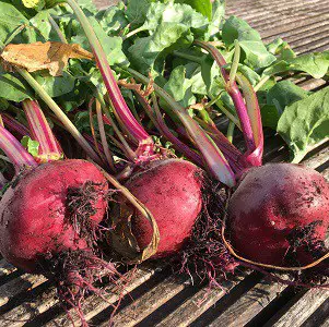 Harvested beets.