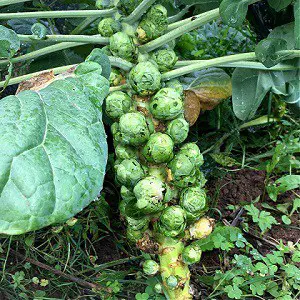 Brussel sprouts growing in the vegetable garden