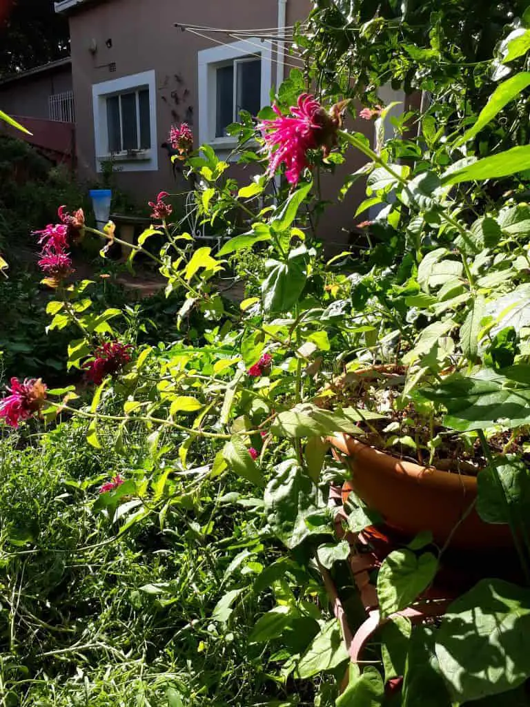 Bergamot, also known as Monarda or bee balm adds a colorful splash in the herb garden