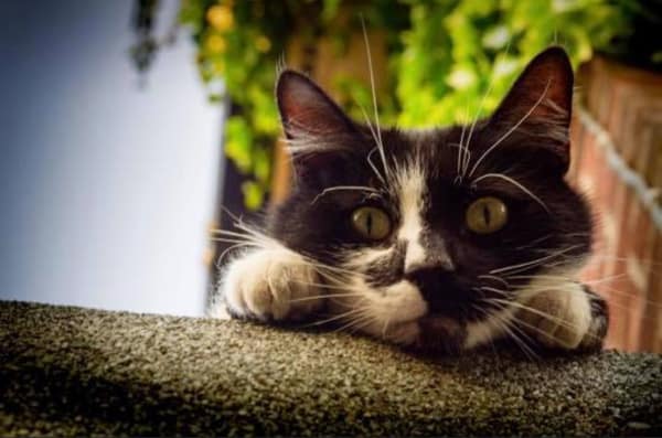 Cat peering down from shed roof.