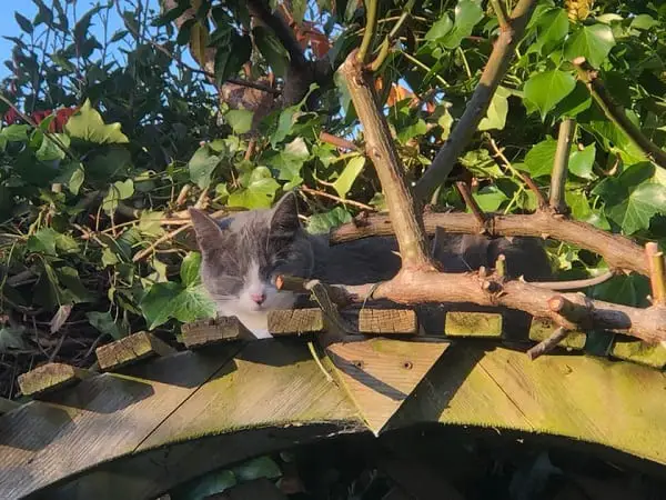 How to stop cats pooping in the garden. Cat asleep on garden arch.