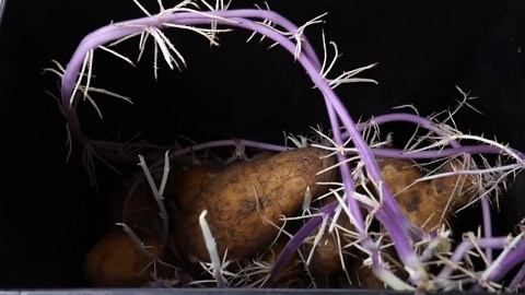 Chitting potatoes need bright light and cool conditions
