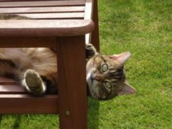 Cat lying on bench.