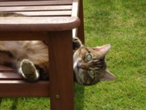 How to keep cat off cheap bench