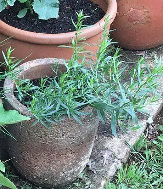 French tarragon growing in a clay pot so that it can be moved to a frost free area during winter.