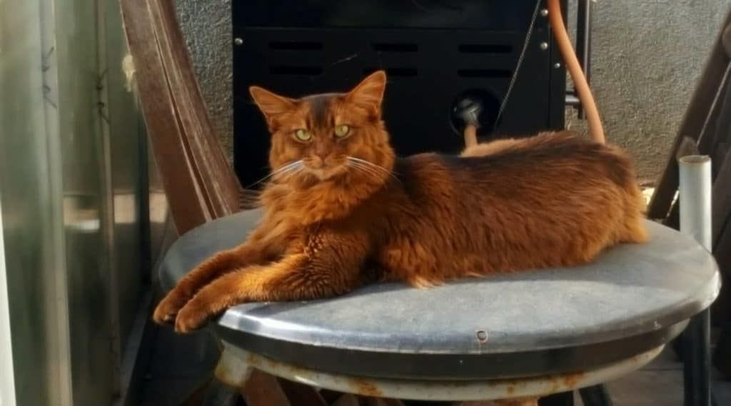Cat on garden chair.