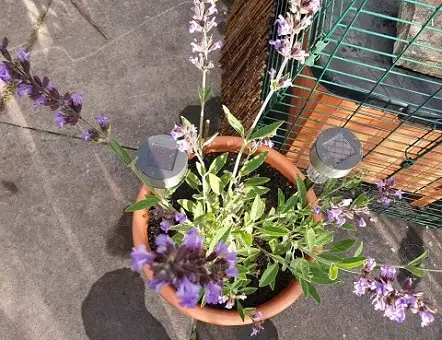 Lavender growing in a clay pot