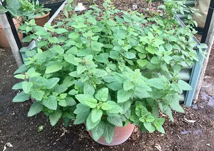 Lemon balm growing in a pot. A member of the mint family, it spreads easily in the garden.