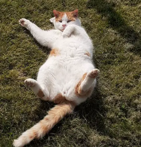 Cat rolling on lawn.