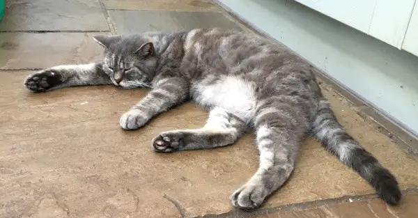 Monty, the elderly cat at Byther Farm