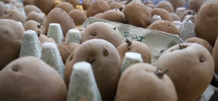 preparing potatoes to grow in containers