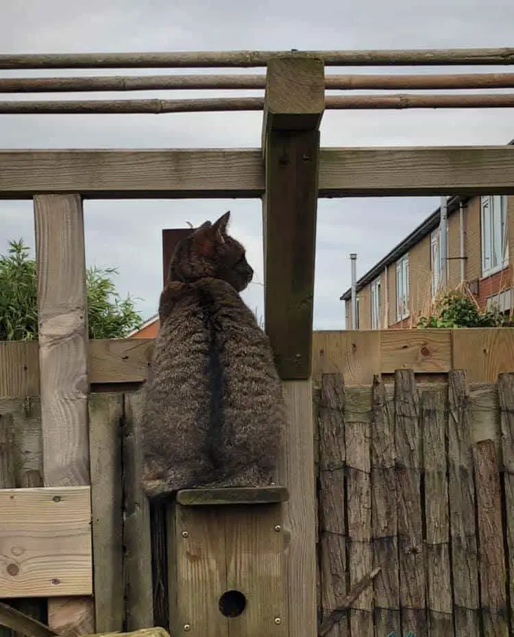 deter cats with fencing